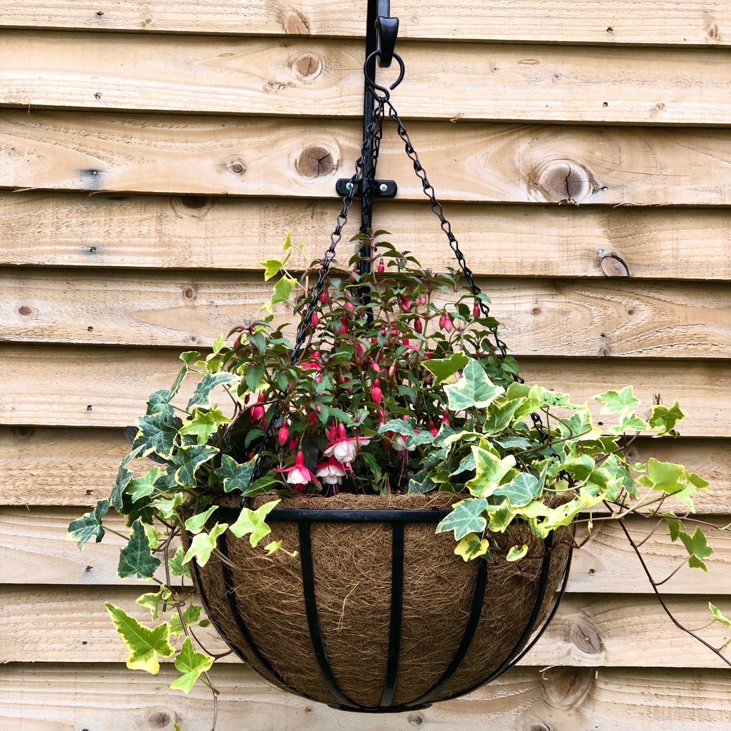 14" Cambridge Premium Hanging Basket with Coco Liner RHS