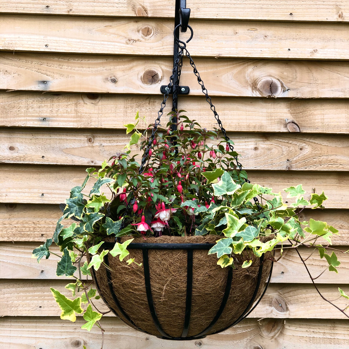 16" Cambridge Premium Hanging Basket with Coco Liner RHS -Ship Only