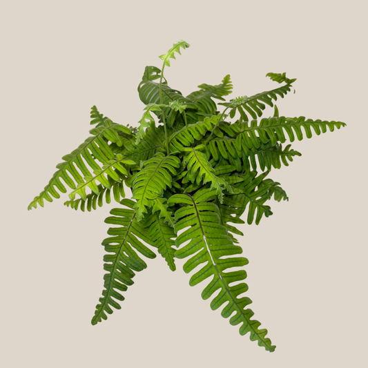 E.T. Footed Fern (Polypodium Formosanum 'Cristatum') - 6 Inch Indoor Houseplant -Ship Only