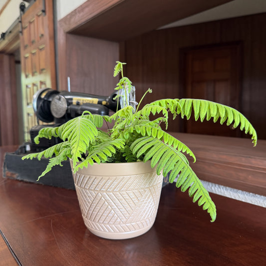 E.T. Footed Fern (Polypodium Formosanum 'Cristatum') - 6 Inch Indoor Houseplant -Ship Only