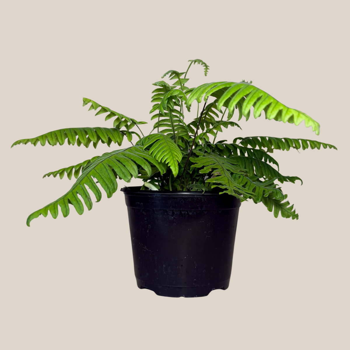 E.T. Footed Fern (Polypodium Formosanum 'Cristatum') - 6 Inch Indoor Houseplant -Ship Only