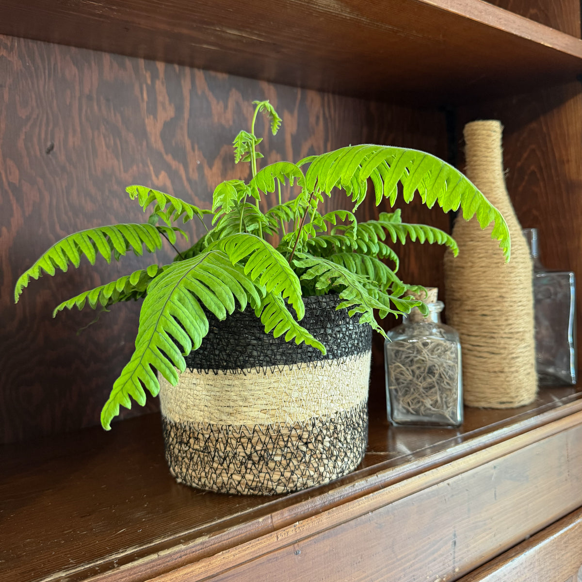 E.T. Footed Fern (Polypodium Formosanum 'Cristatum') - 6 Inch Indoor Houseplant -Ship Only