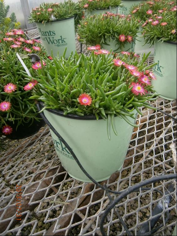 Fire Spinner® Ice Plant (Delosperma delosperma 'P001S') - 1 gallon -Ship Only