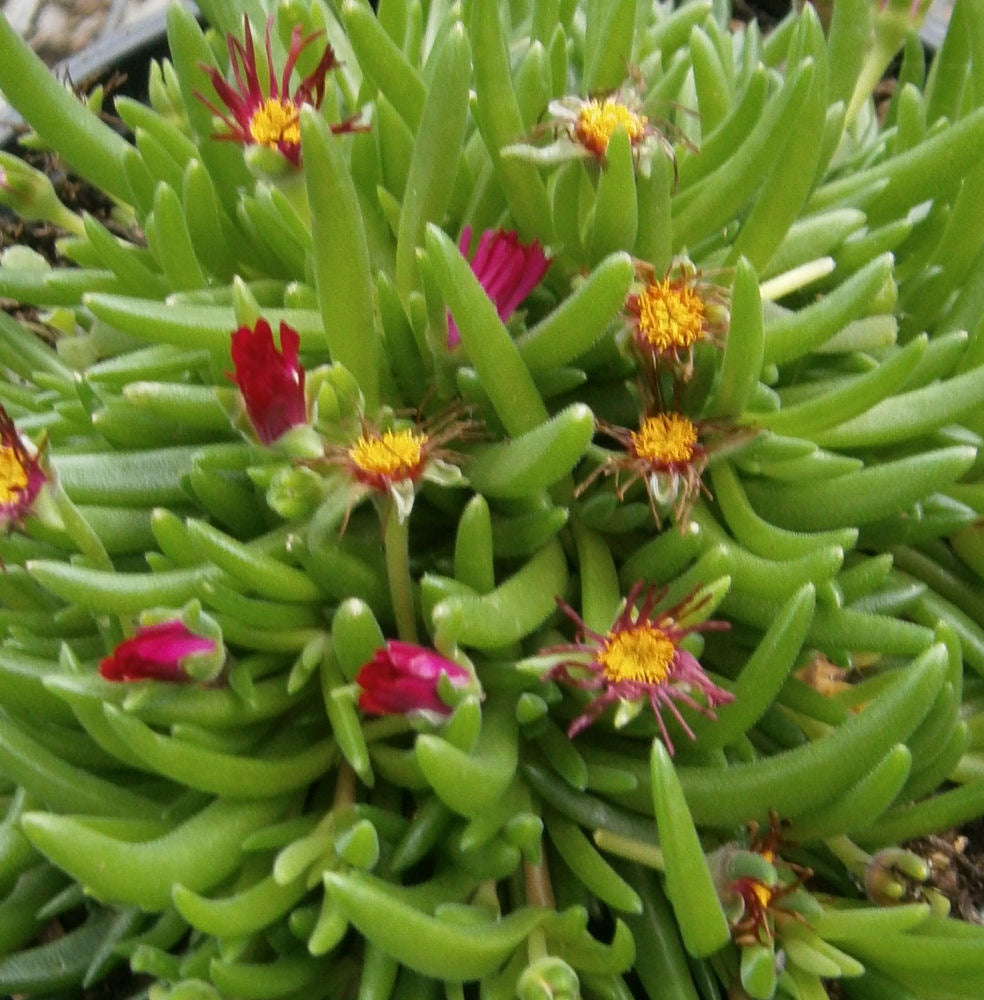 Jewel of Desert® Garnet Ice Plant (Delosperma delosperma 'Jewel of Desert Garnet') - QT -Ship Only