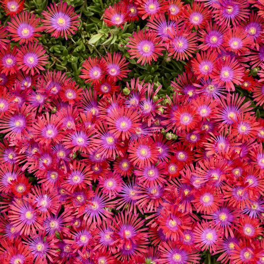 FLASHMOB™ 'Action Shot' Ice Plant (Delosperma 'Action Shot') - QT -Ship Only