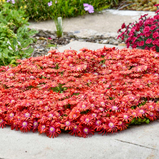 FLASHMOB™ ‘Macarena’ Ice Plant (Delosperma ‘Macarena’) - QT -Ship Only