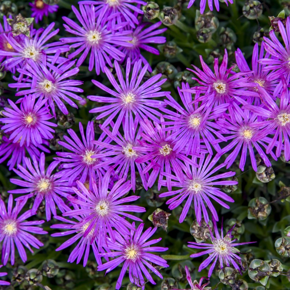 FLASHMOB™  'Electric Slide' Ice Plant (Delosperma 'Electric Slide') - QT -Ship Only