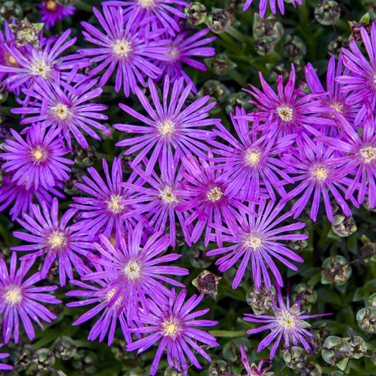 FLASHMOB™  'Electric Slide' Ice Plant (Delosperma 'Electric Slide') - QT -Ship Only