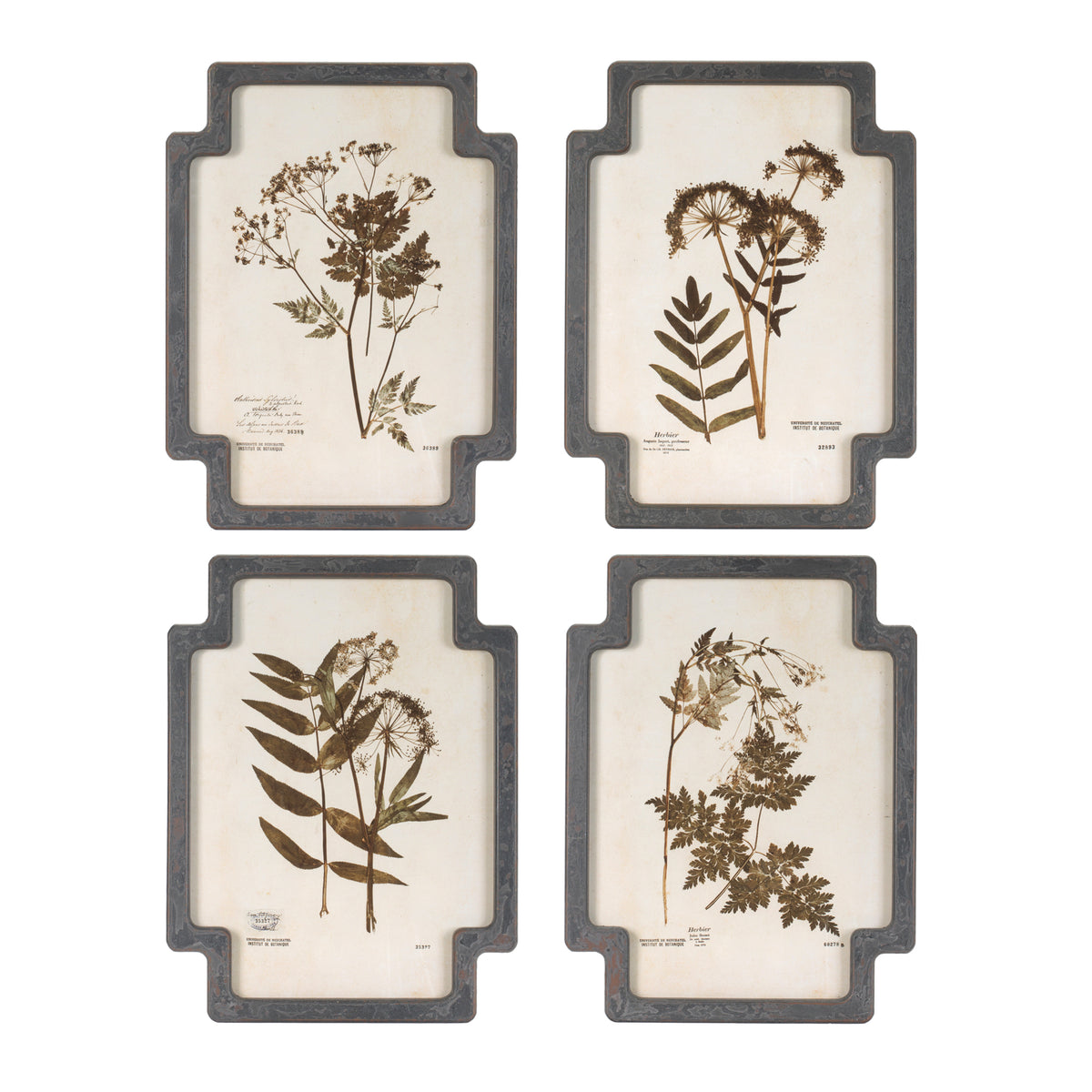Framed Foliage Print (Set of 4) 11.5"L x 15.5"H Wood/MDF/Glass -Ship Only