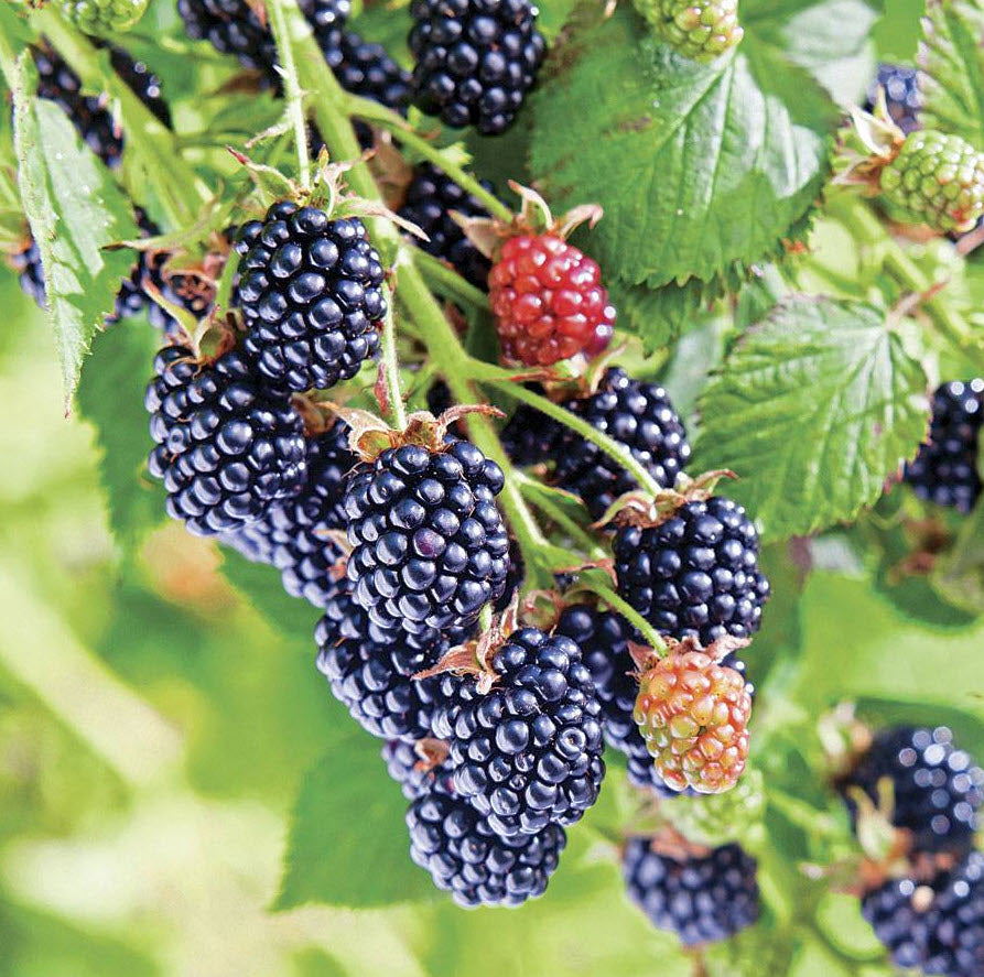 Chester Blackberry (Rubus fruticosus 'Chester') - 1 gallon 12" -Ship Only