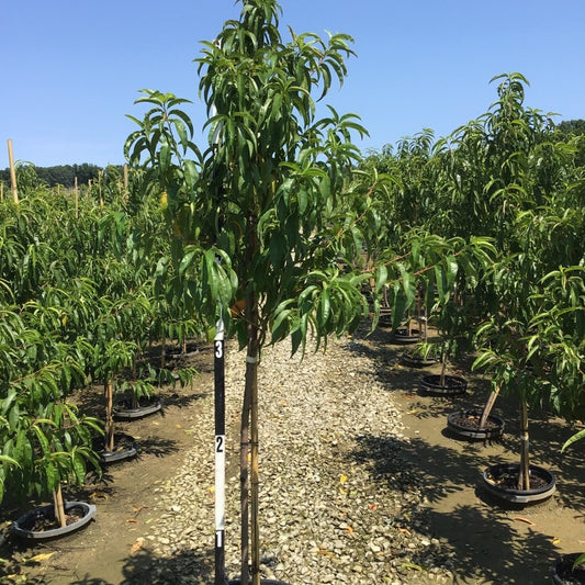 June Princess Nectarine (Prunus 'Fruit June Princess') - 3 gallon 36" TREE -Ship Only