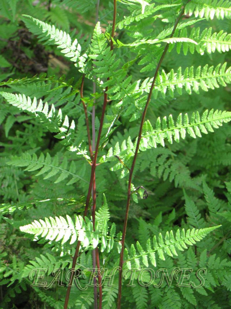Lady In Red Lady Fern (Athyrium filix-femina 'Lady In Red') - 1 gallon -Ship Only