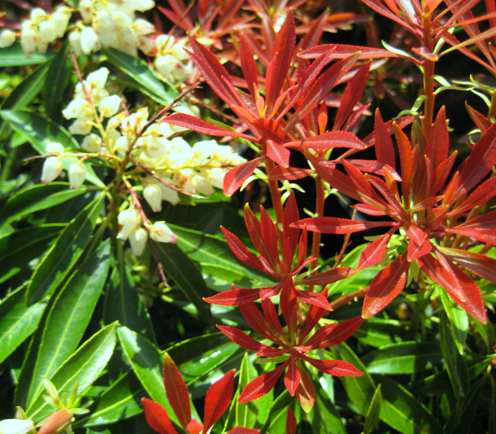 Mountain Fire Andromeda (Pieris japonica 'Mountain Fire') - 3 gallon 12" -Ship Only