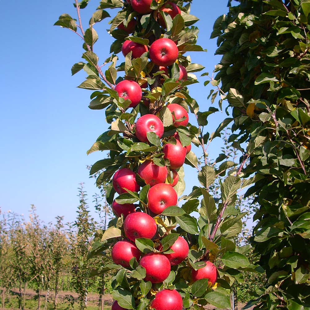 Fruit Snacks® Tasty Red™ Apple (Malus domestica 'Tasty Red') - 2 gallon -Ship Only