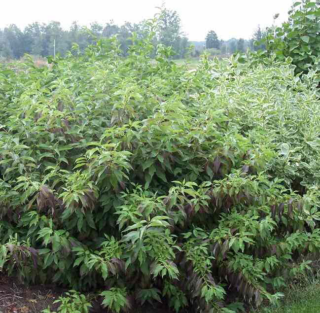 Red Gnome® Siberian Dogwood (Cornus alba 'Regnzam') - 3 gallon 15" -Ship Only