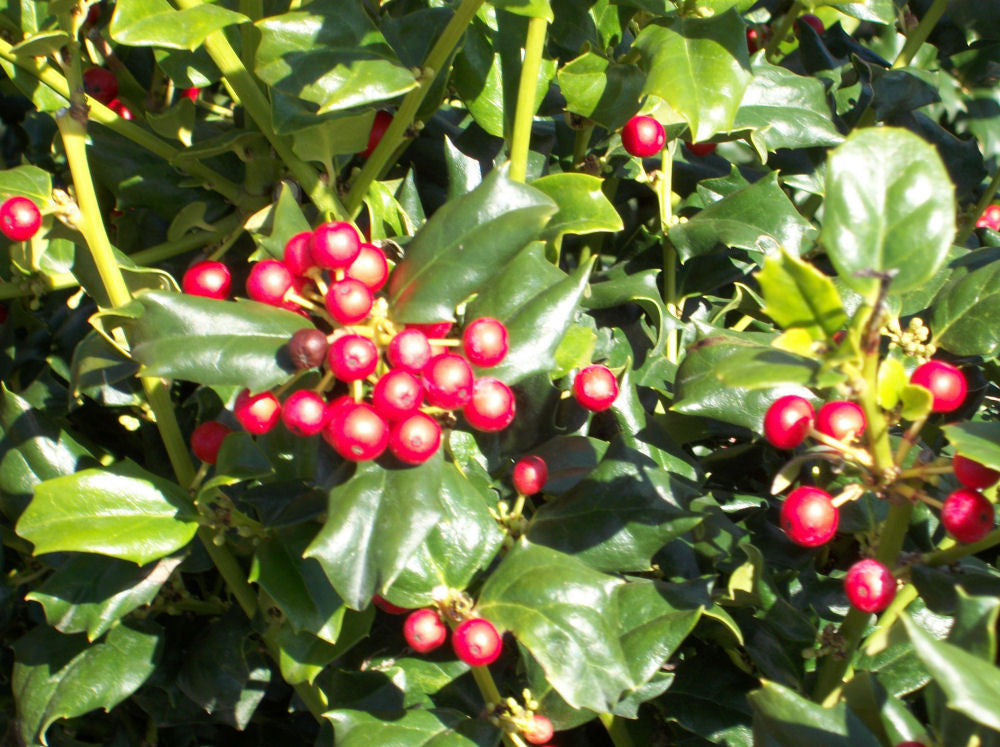 China Girl™ Broadleaf Holly (Ilex x meserveae 'China Girl') - 3 gallon 15" -Ship Only