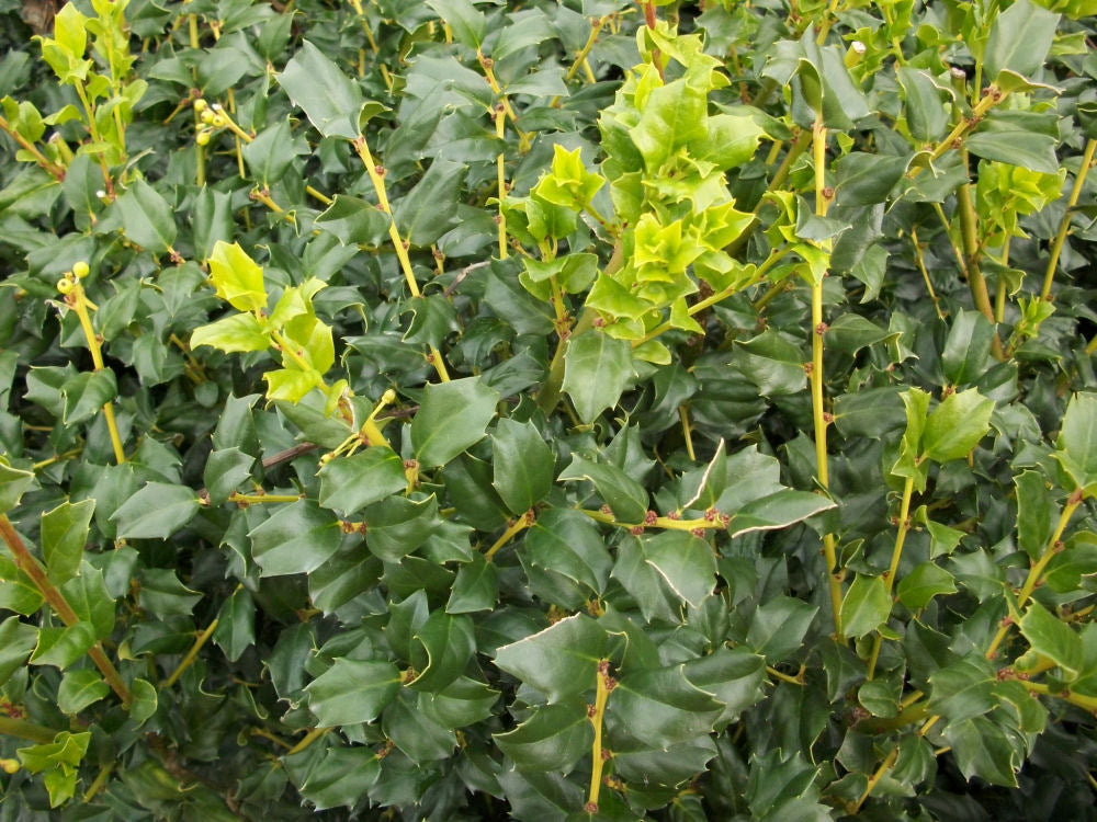 China Boy™ Meserve Holly (Ilex x meserveae 'China Boy') - 3 gallon 15" -Ship Only