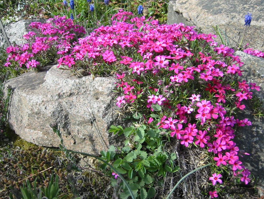 Scarlet Flame Creeping Phlox (Phlox subulata 'Scarlet Flame') - 1 gallon -Ship Only