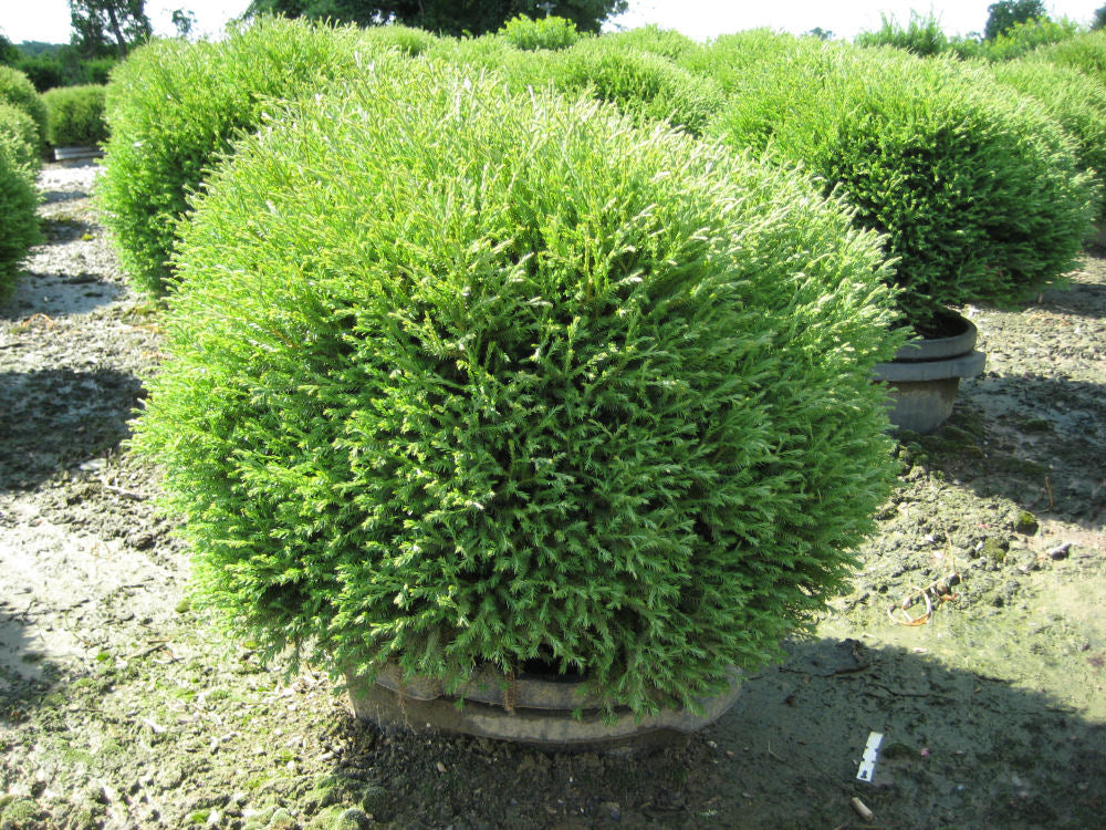 Mr. Bowling Ball™ Arborvitae (Thuja occidentalis 'Bobazam') - 3 gallon 12-15" -Ship Only