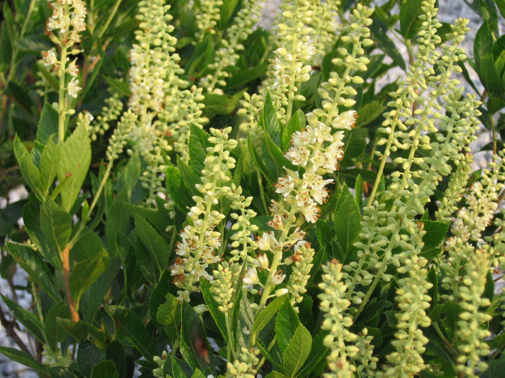 Sixteen Candles Dwarf Summersweet (Clethra alnifolia 'Sixteen Candles') - 3 gallon 15" -Ship Only