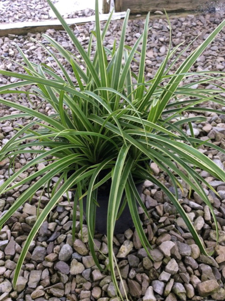 Ice Dance Sedge (Carex morrowii 'Ice Dance') - 1 gallon -Ship Only