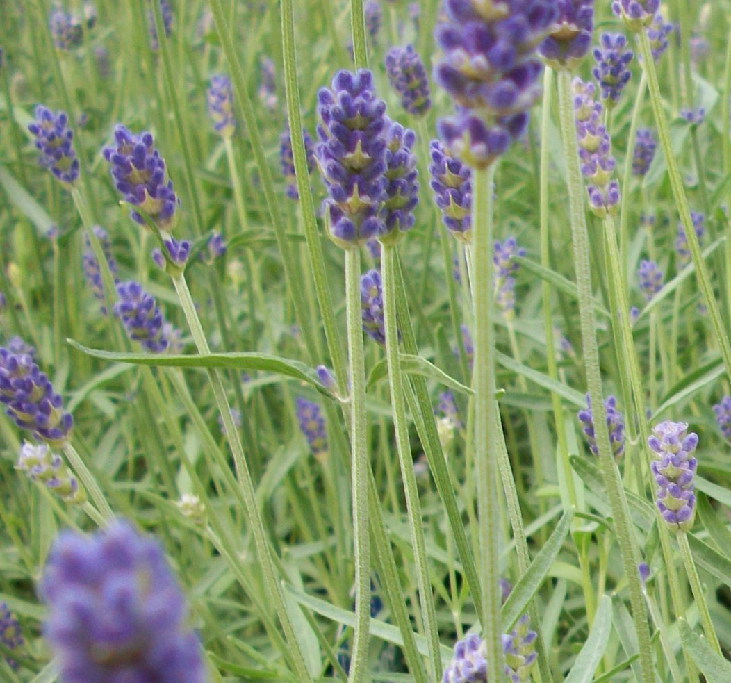 Provence Lavender (Lavandula x 'Provence') - half gallon -Ship Only
