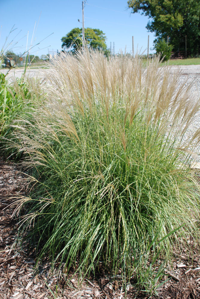 Adagio Maiden Grass (Miscanthus sinensis 'Adagio') - 3 gallon -Ship Only
