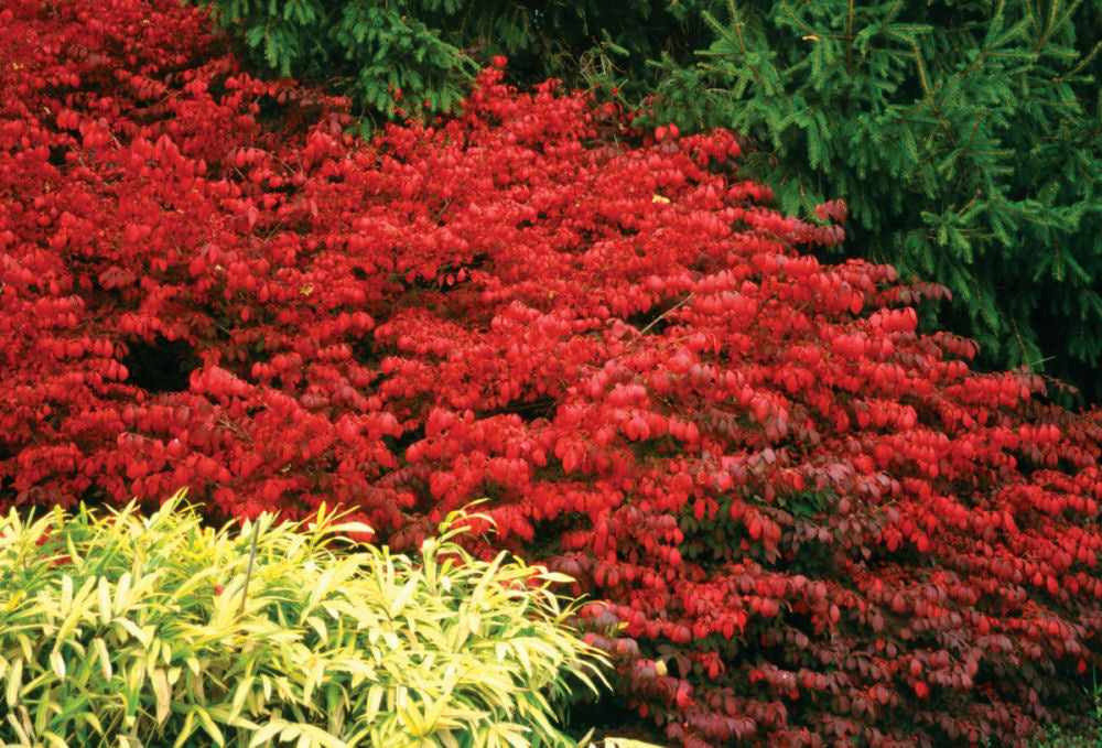 Fire Ball® Burning Bush (Euonymus alatus 'Select') - 2 gallon 15" -Ship Only