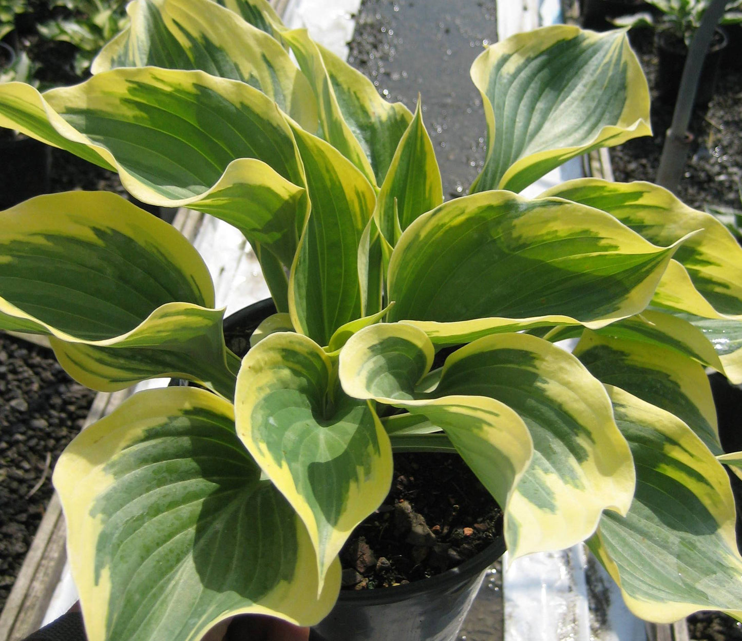 Liberty Plantain Lily (Hosta liberty) - 1 gallon -Ship Only