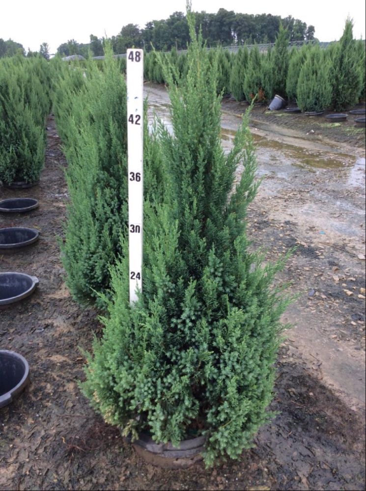 Blue Point Juniper (Juniperus chinensis 'Blue Point') - 1 gallon 12" -Ship Only