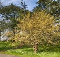 Cornelian Cherry Dogwood (Cornus 'Mas') - 3 gallon 24" -Ship Only