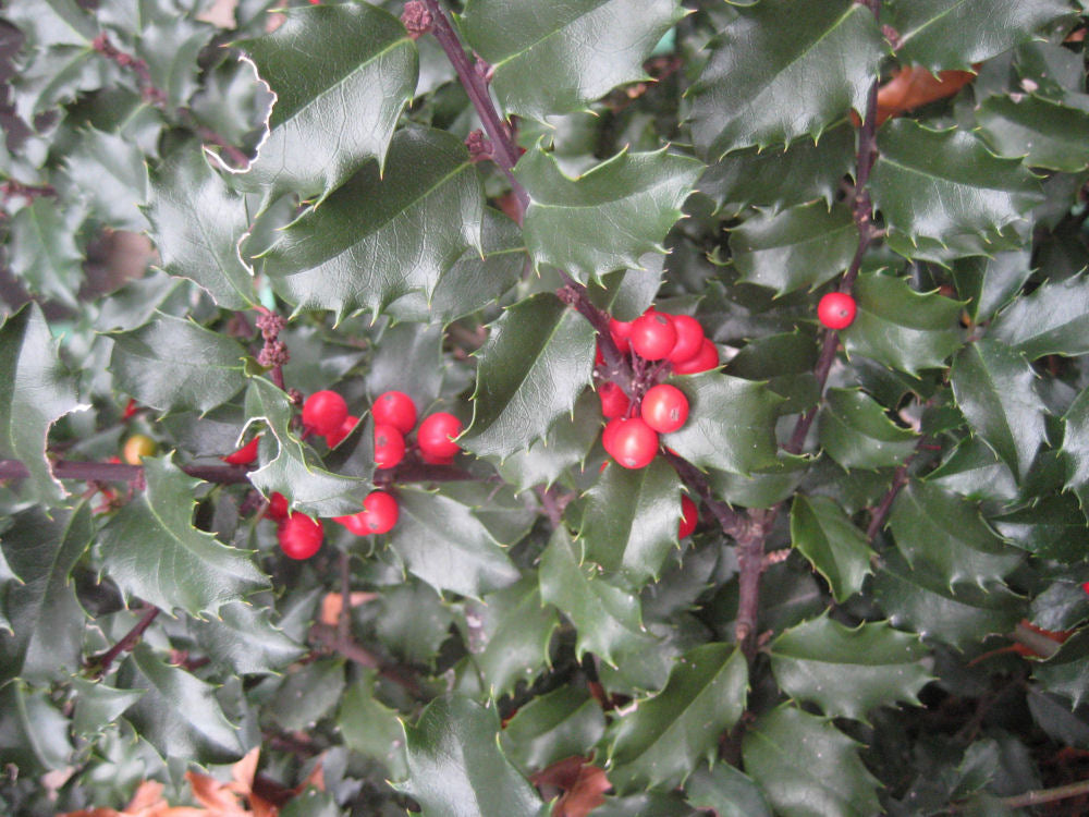 Blue Princess™ Holly (Ilex x meserveae 'Blue Princess') - 3 gallon 15" -Ship Only