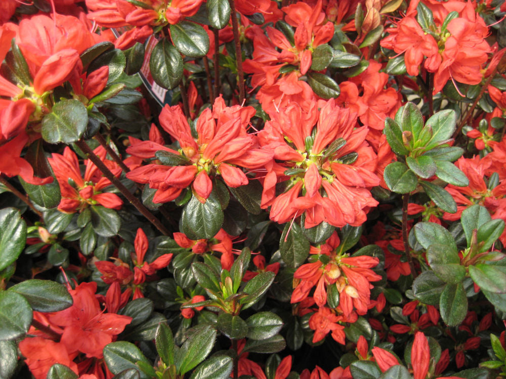 Stewartstonian Azalea (Azalea x 'Stewartstonian') - 1 gallon -Ship Only