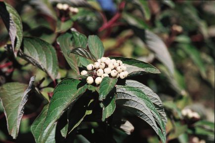 Bailey Red Twig Dogwood (Cornus stolonifera 'Baileyi') - 3 gallon 18" -Ship Only