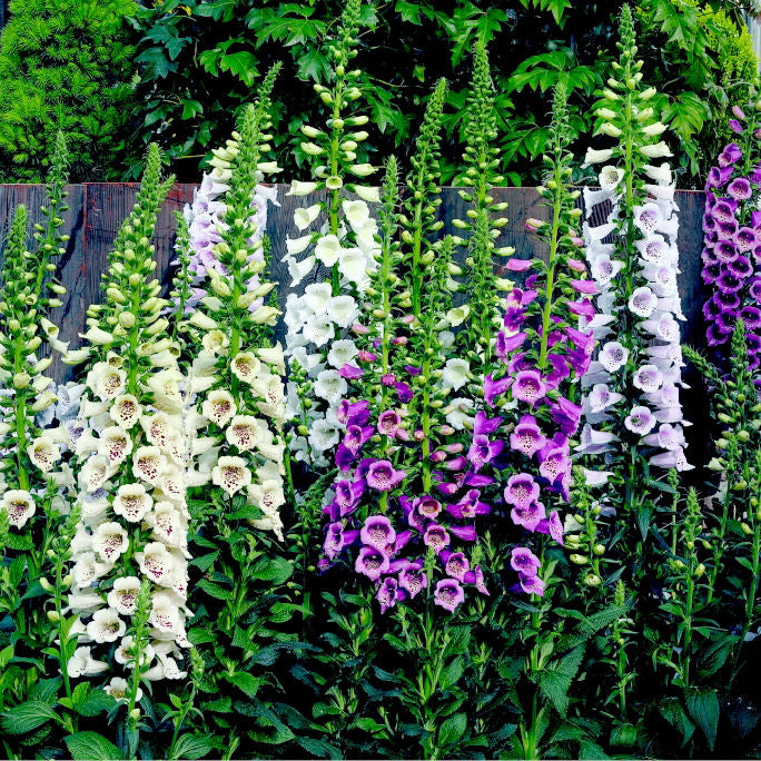 Camelot Lavender Foxglove (Digitalis x 'Camelot Lavender') - 1 gallon -Ship Only