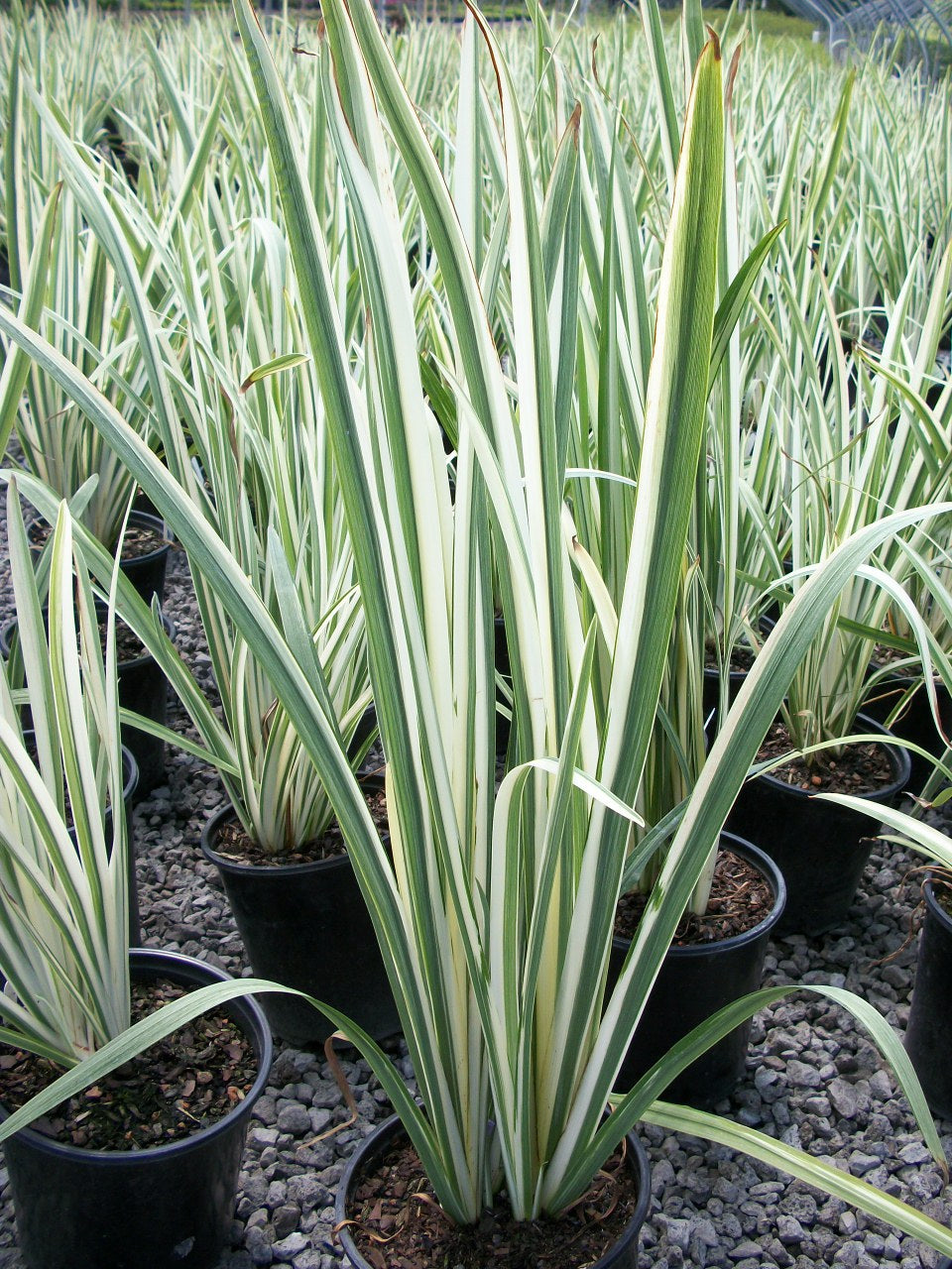 Variegated Japanese Iris (Iris ensata 'Variegata') - 1 gallon -Ship Only