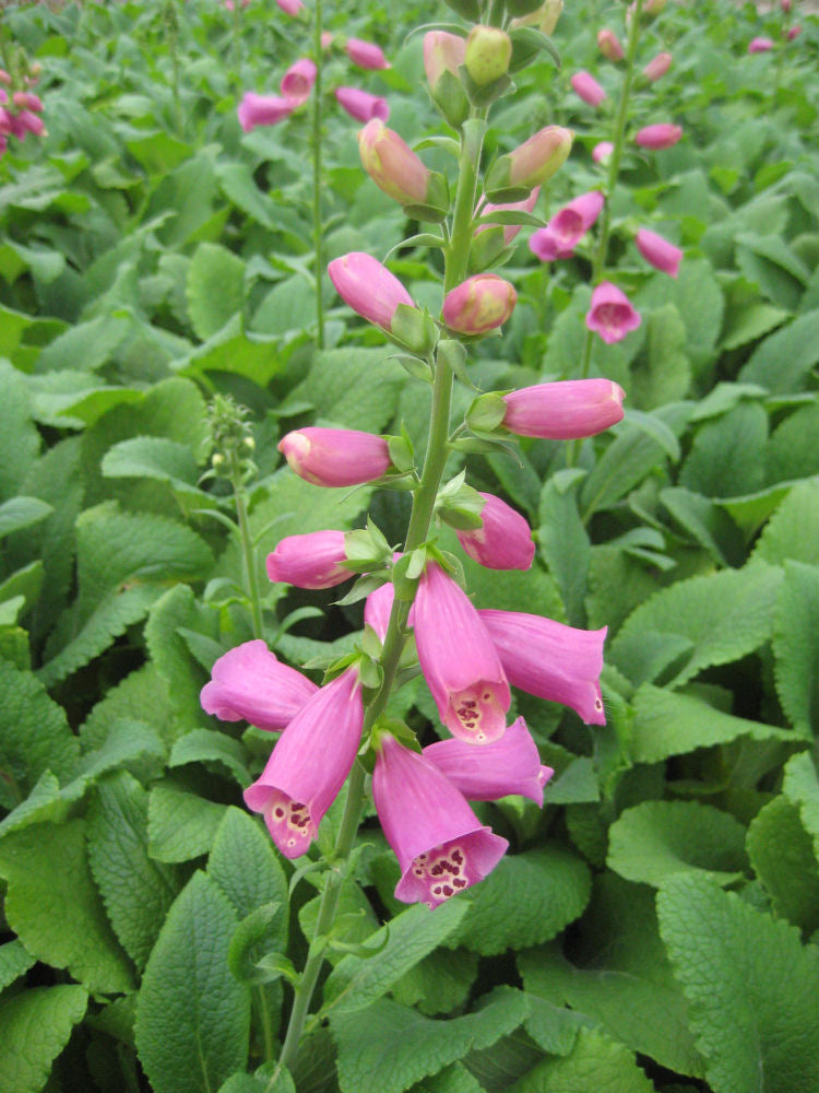 Camelot Rose Foxglove (Digitalis x 'Camelot Rose') - 1 gallon -Ship Only