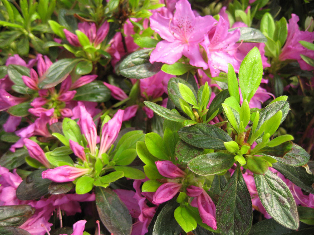 Herbert Azalea (Azalea x 'Herbert') - 1 gallon -Ship Only