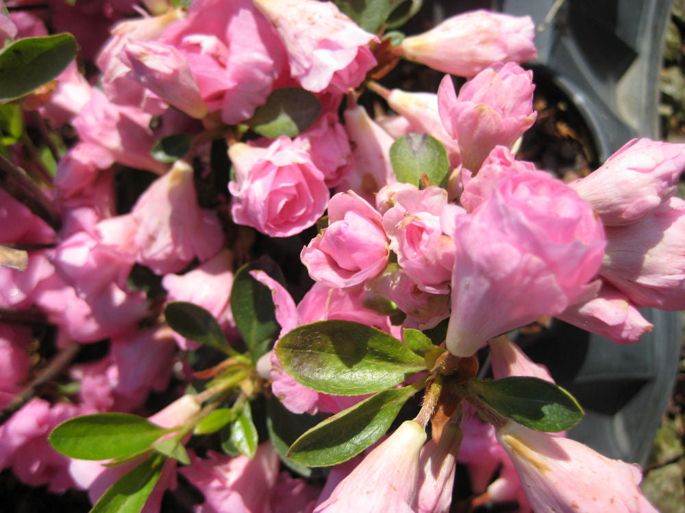 Rosebud Azalea (Azalea x 'Rosebud') - 1 gallon -Ship Only