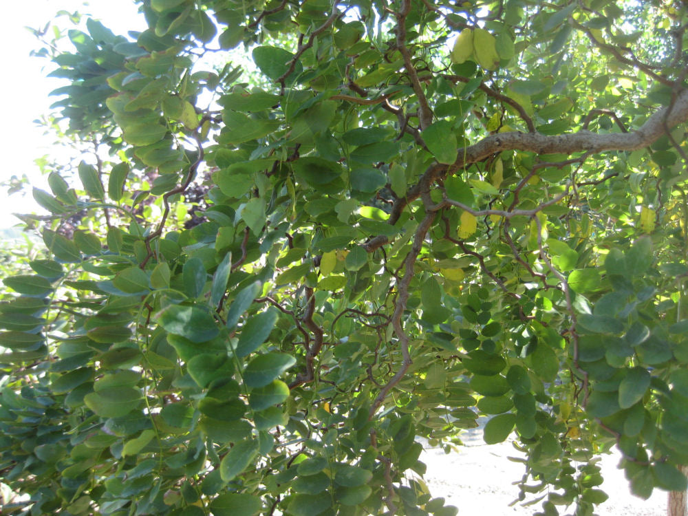 Lace Lady Black Locust (Robinia pseudoacacia 'Twisty Baby') - 3 gallon 30" -Ship Only