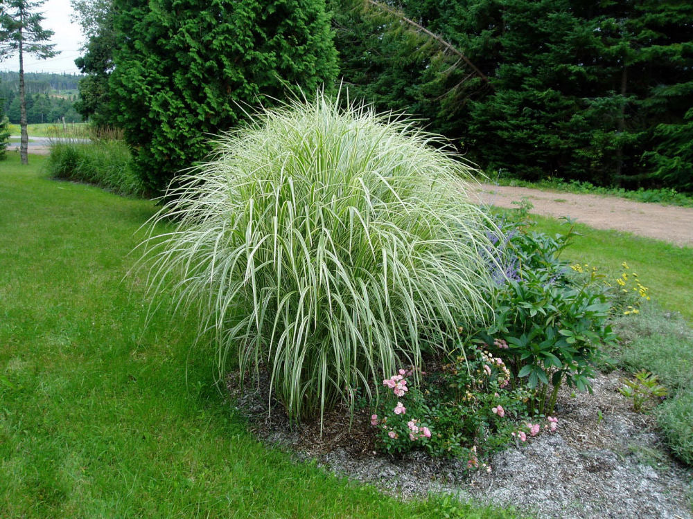Variegated Maiden Grass (Miscanthus sinensis 'Variegata') - 3 gallon -Ship Only