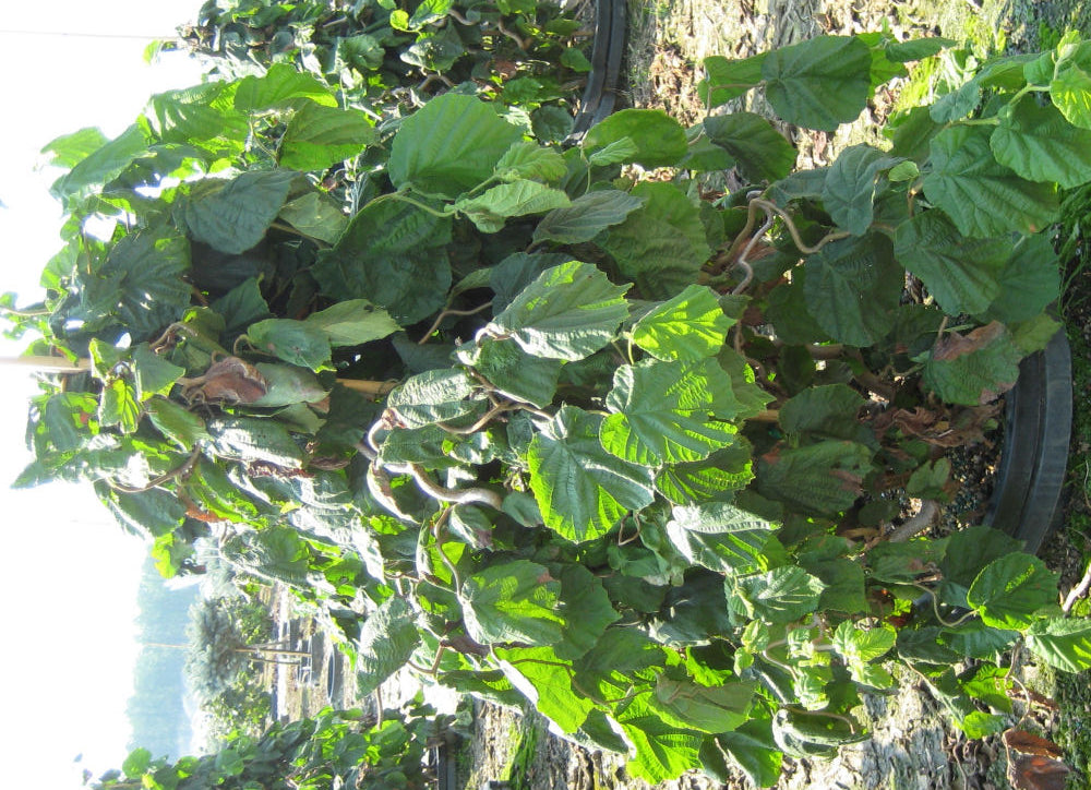 Harry Lauder's Walking Stick/Contorted Filbert (Corylus avellana 'Contorta') - 3 gallon 18" -Ship Only
