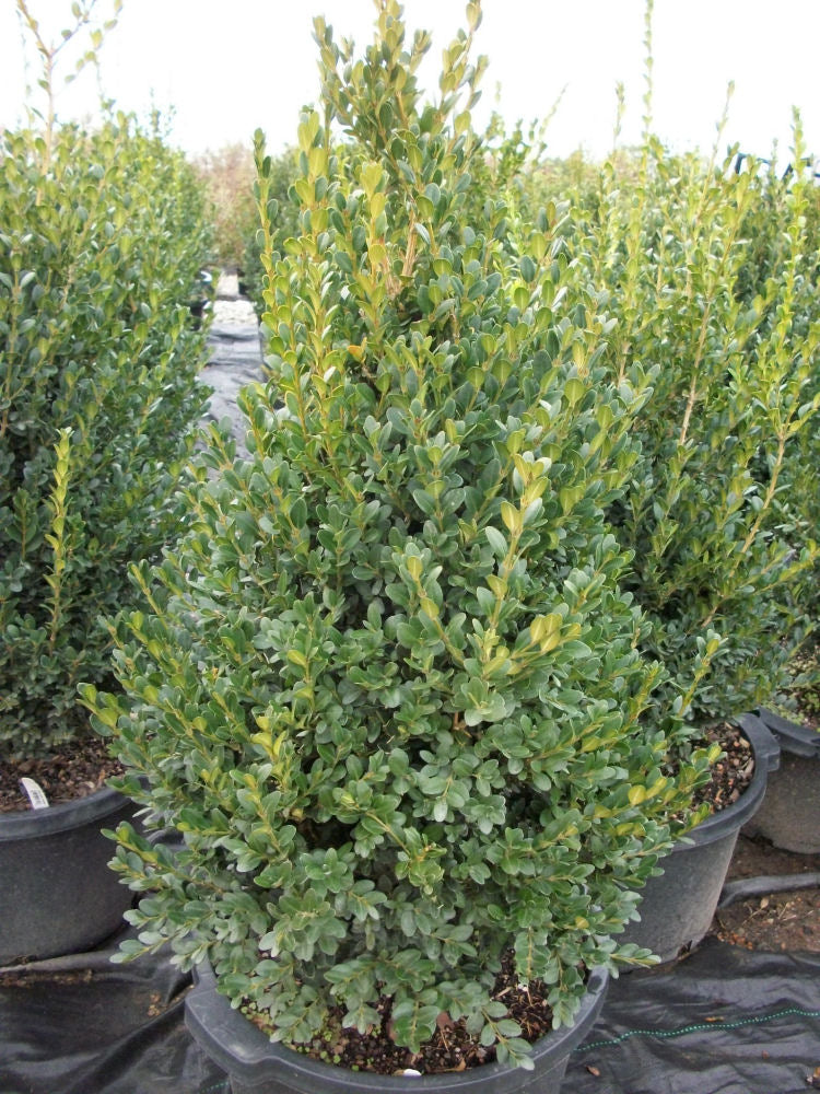 Green Mountain Boxwood (Buxus microphylla 'Green Mountain') - QT -Ship Only
