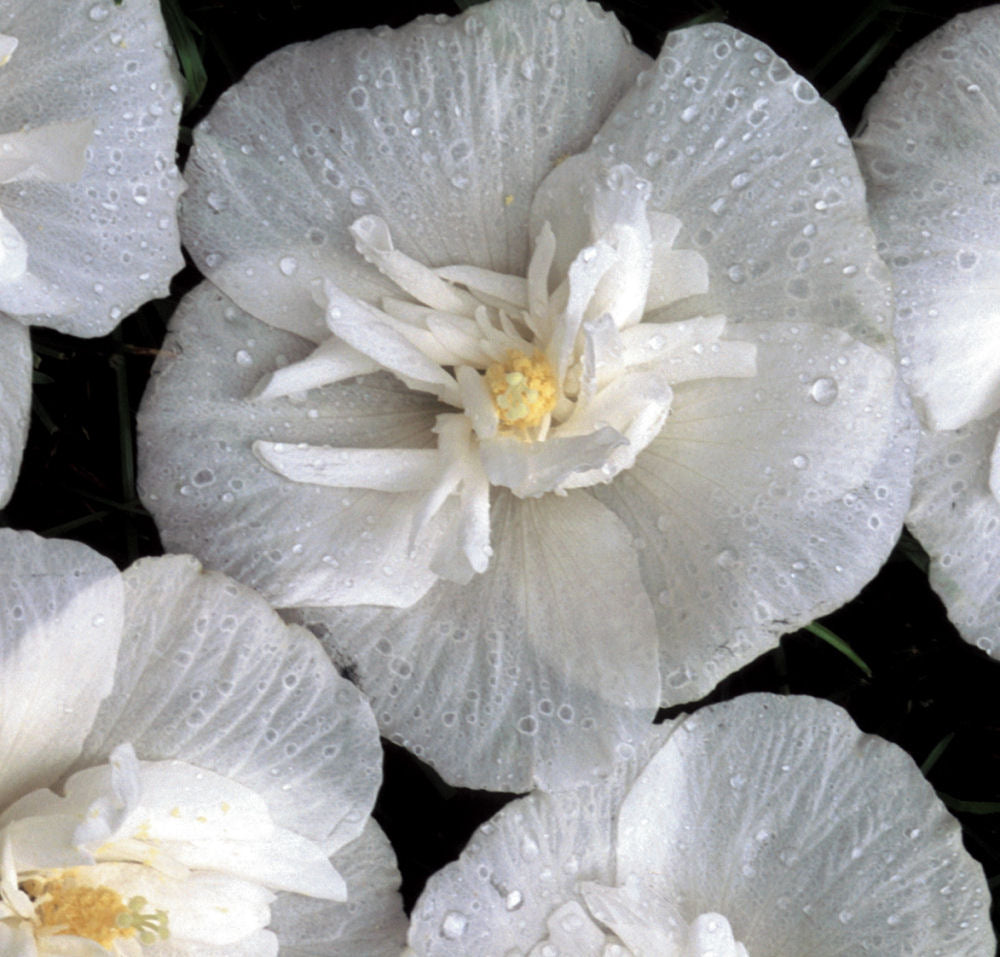 White Chiffon® Rose of Sharon (Hibiscus syriacus 'Notwoodtwo') - 1 gallon -Ship Only