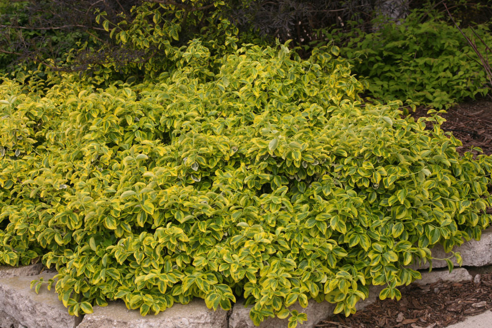 Gold Splash® Wintercreeper (Euonymus fortunei 'Roemertwo') - 2 gallon 10" -Ship Only