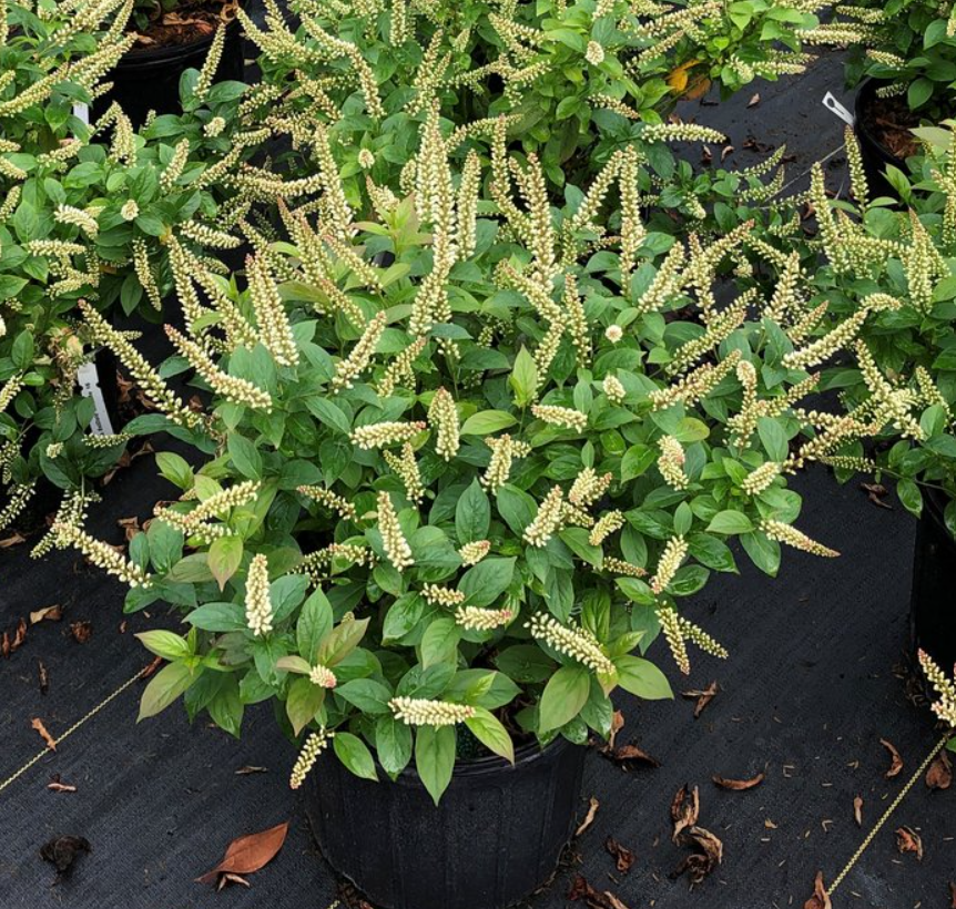 Fizzy Mizzy® Sweetspire (Itea fizzy 'Mizzy') - 1 gallon -Ship Only