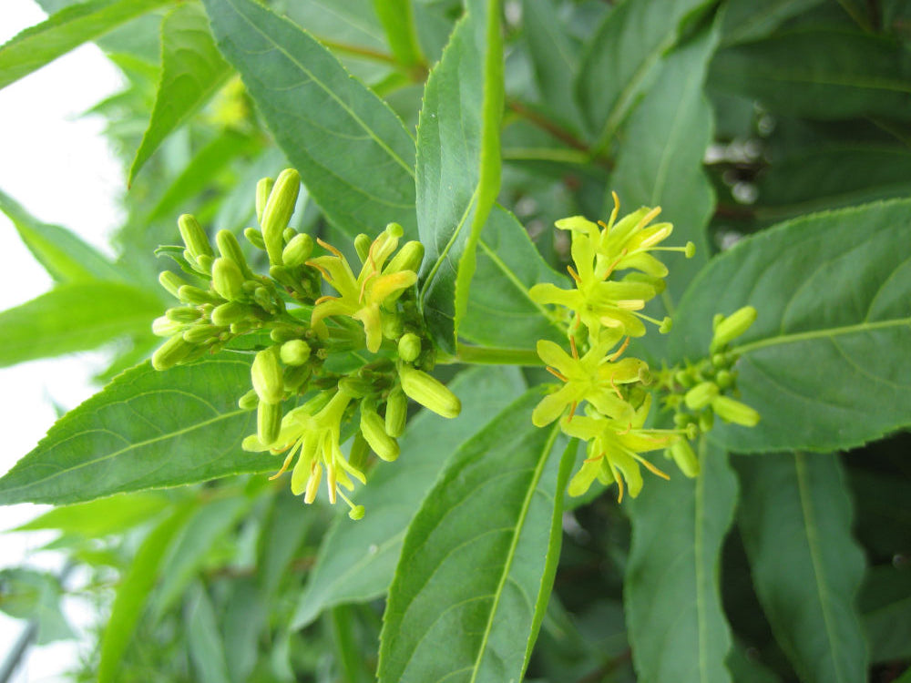 Butterfly Bush Honeysuckle (Diervilla sessilifolia 'Butterfly') - 3 gallon 12" -Ship Only