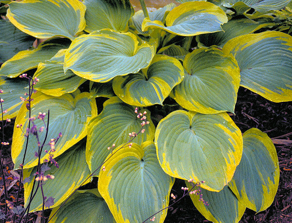 Earth Angel Plantain Lily (Hosta earth 'Earth Angel') - 1 gallon -Ship Only