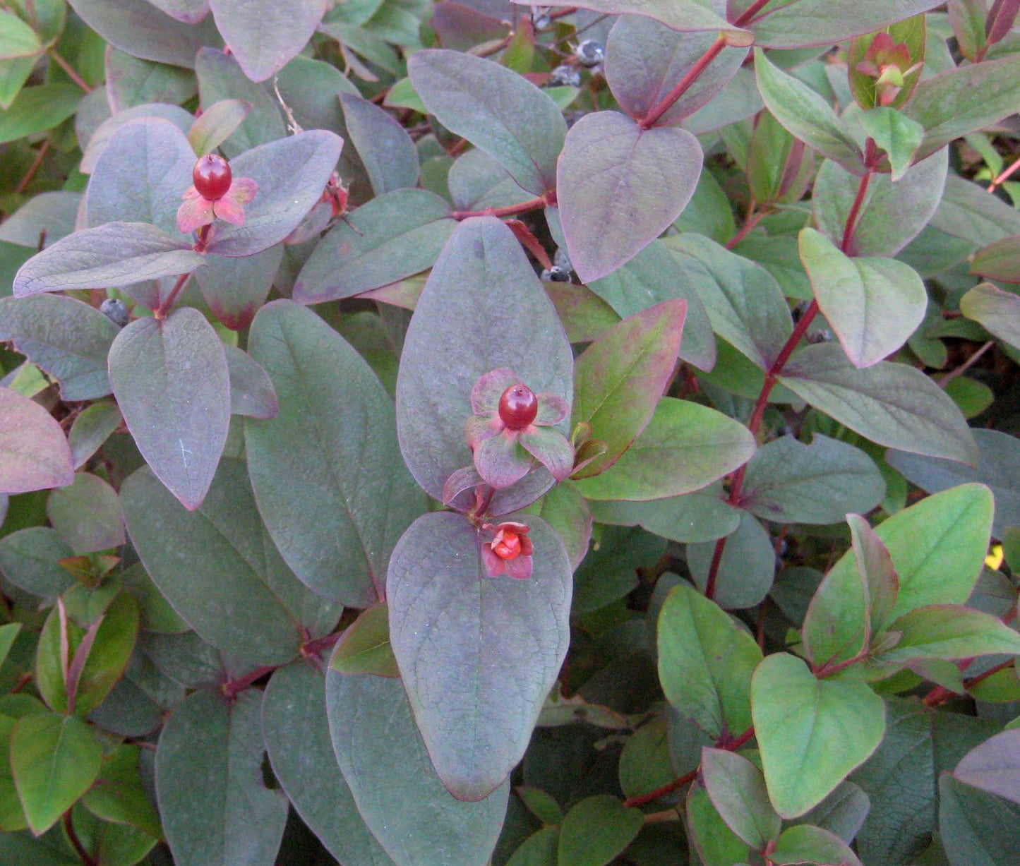 Albury Purple St. Johnswort (Hypericum x inodorum 'Albury Purple') - 2 gallon 12" -Ship Only