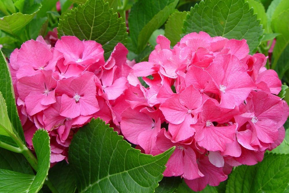 Color Fantasy® Hydrangea (Hydrangea macrophylla 'Color Fantasy') - 1 gallon -Ship Only